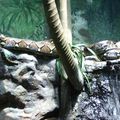 taronga zoo - serpent