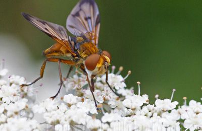 Phasie crassipienne (Ectophasia crassipennis)