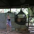 Culture et distillation de l'Ylang