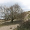 baie d'Authie