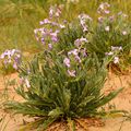 L'herbier : la giroflée des dunes.