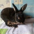 [adoptée] Olympe - x lapin de garenne - 6 mois (45)