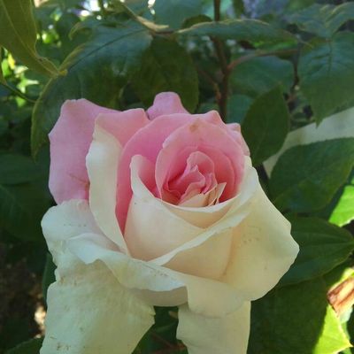 Dans mon jardin, il y a...