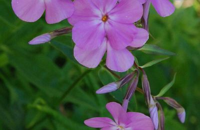 Phlox carolina 'Bill Bakker'