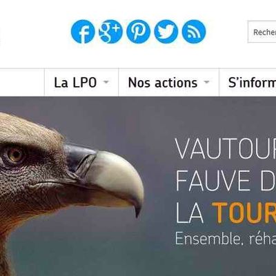 Liens ornithologique