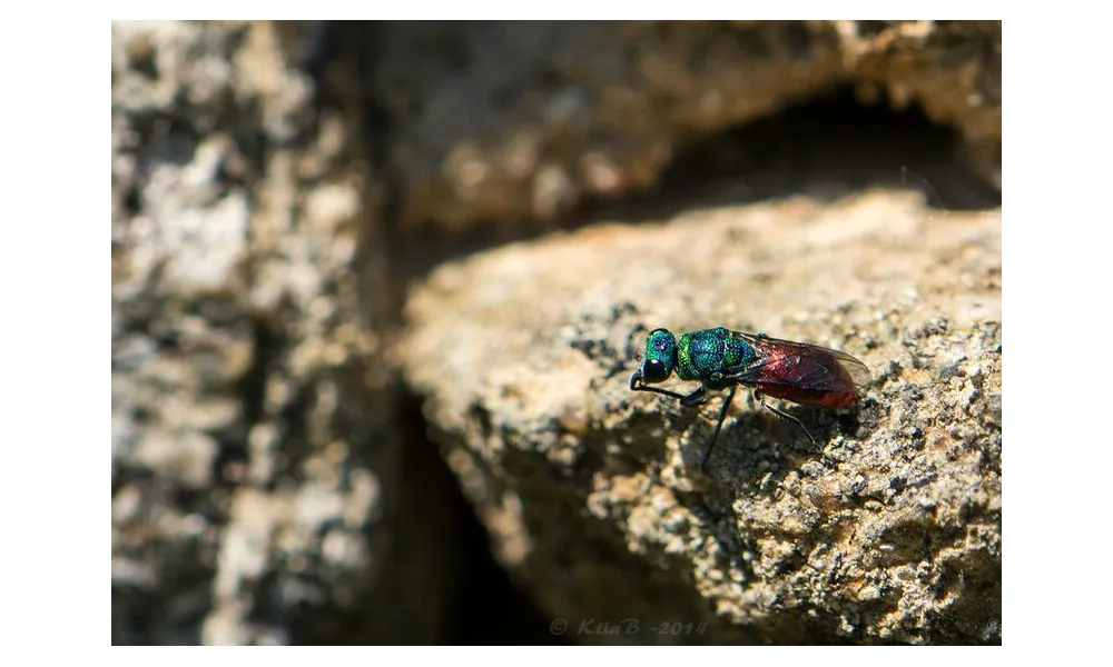 Chrysis Femelle ....