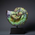 Rare Opalescent Gem Ammonite, Cretaceous, ca. 75000000 BCE, Alberta, Canada