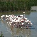 17 - Flamants roses