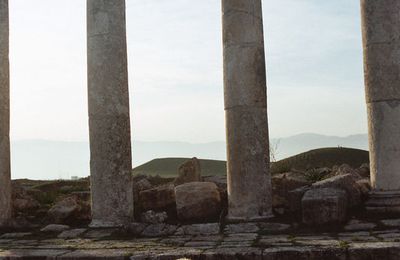 Moutons Syriens dans ruines antiques