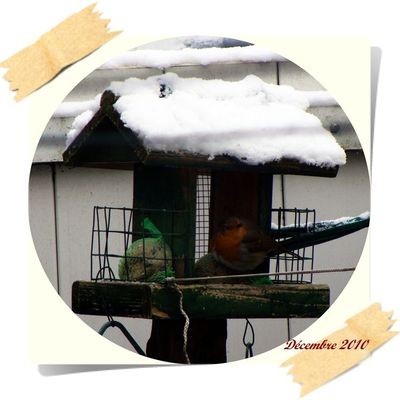 Il est beau cet oiseau là...