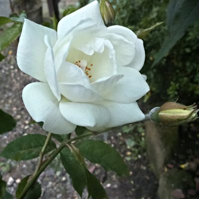 De nouveaux arrivants