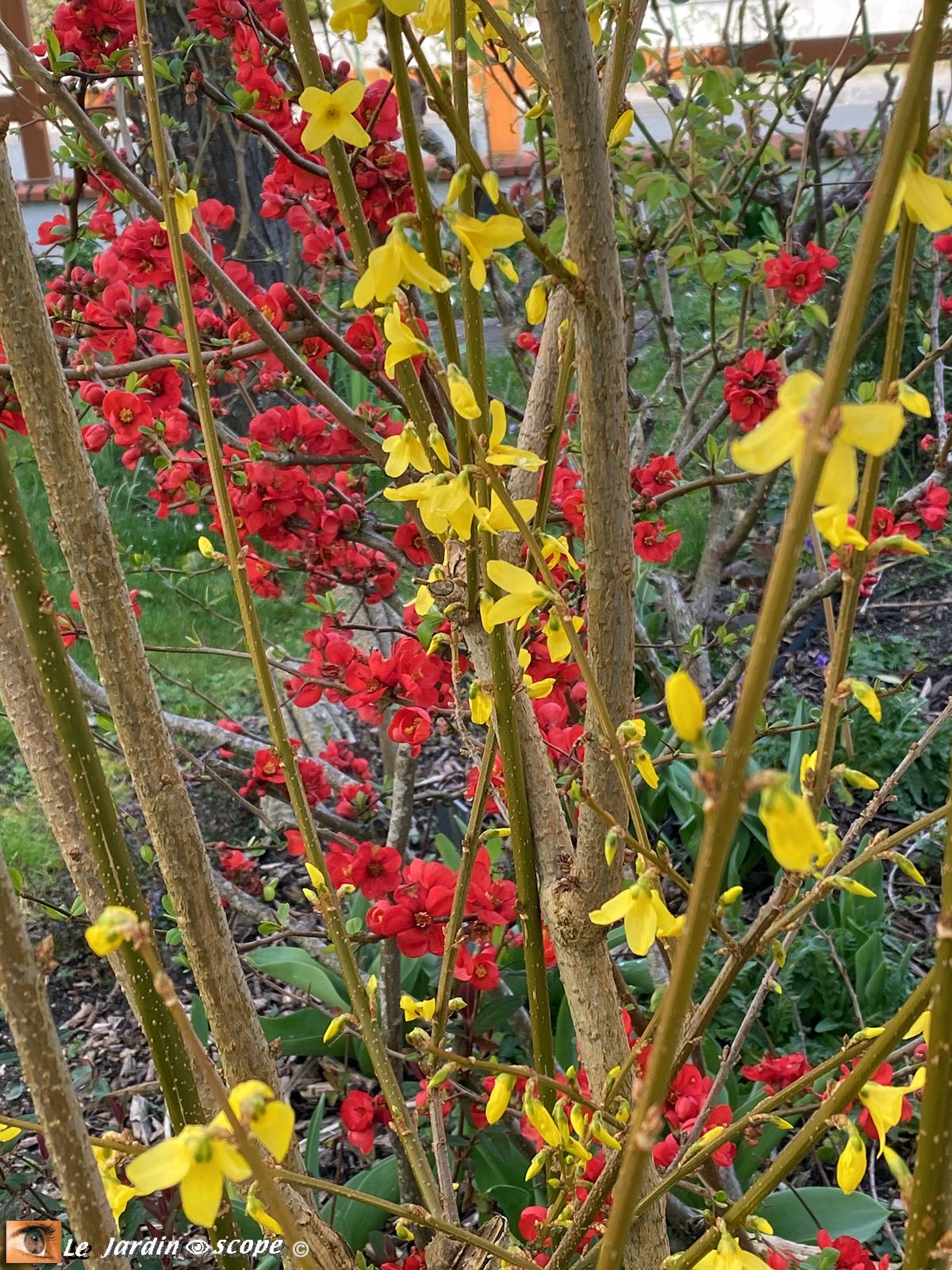 Chaenomeles 'Crimson and Gold' et d'un Forsythia x intermedia 'Spectabilis' 