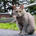 Les Chats de Mai de Cloeti
