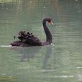 Le cygne noir du château du Grand Jardin 