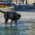 L’été aquatique de Douchka