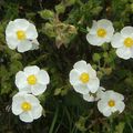 détails fleurs Cistus corbariensis X