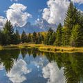 comme un étang clair dans la forêt