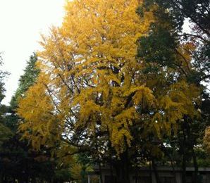 L'automne à Hibya park