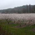 En rose ou en blanc