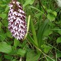 Orchis Purpurea - Orchis Pourpre