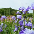 [Drôme] les Iris du Grand Barbu - floraison 2017