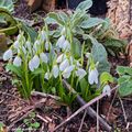 Retour dans mon jardin en Janvier et février...