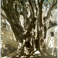 Essaouira et ses arbres... DP#4