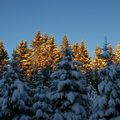 Trois sapins sous la neige (Saint Pierre, 39)