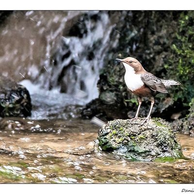 NAISSANCE CHEZ LES CINCLES PLONGEURS EN AVRIL 2019