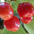 LE TEMPS DES CERISES...