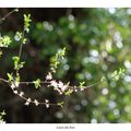 Aubépine en Brocéliande