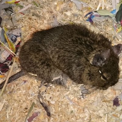 Repose en paix Charly