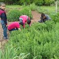 Au programme de cet après-midi d'accueil des enfants et des jeunes à Ourika Tadamoune la cueillette de plantes aromatiques !