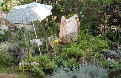 Visitandine, musique et les fleurs de la semaine