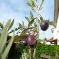la récolte des olives.