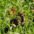 Frelons se disputant une petite poire sauvage au bord de la lavogne