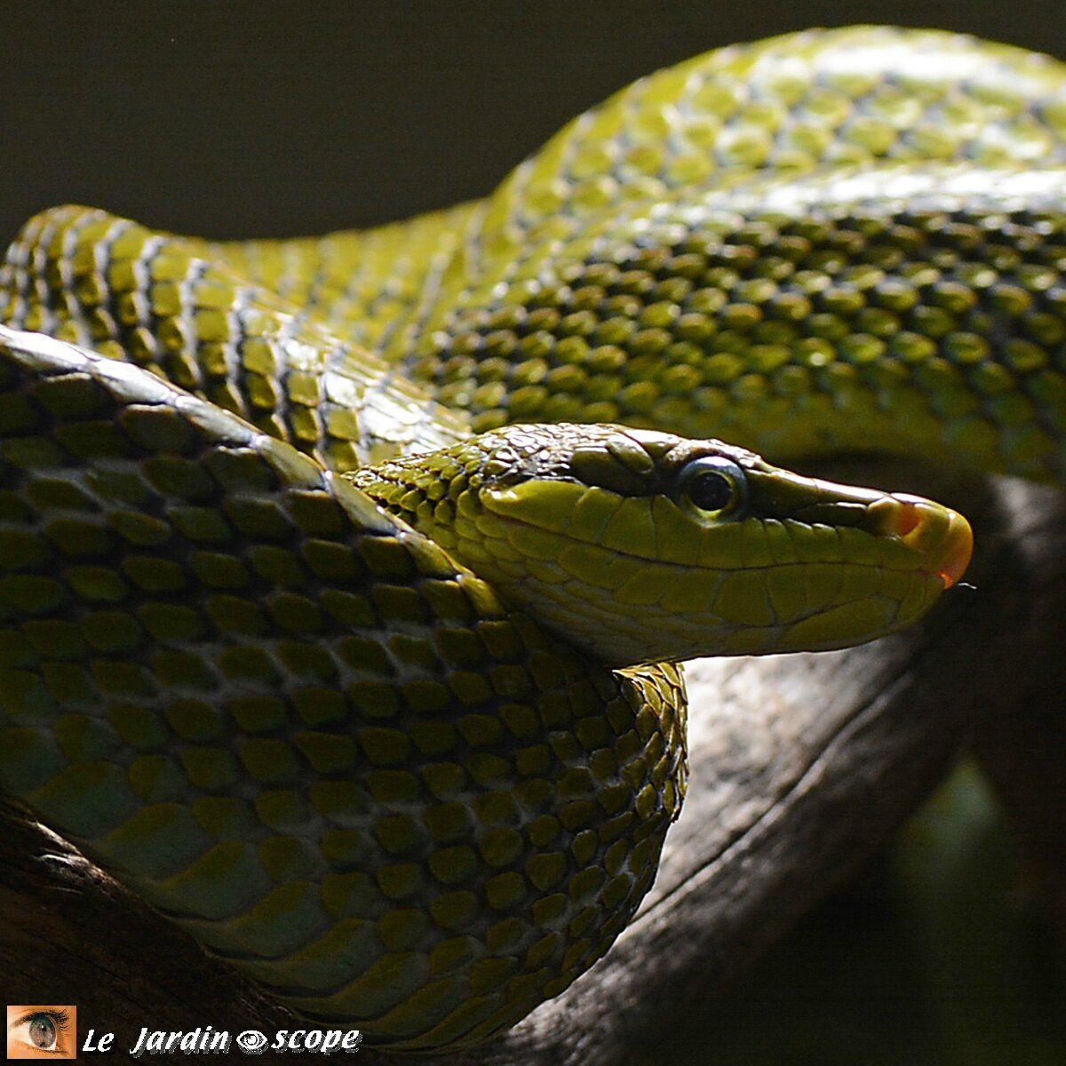 Le serpent et la sorcellerie 