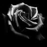 la rose noire