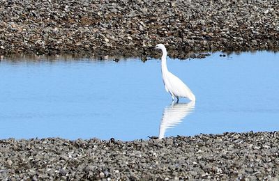 Aigrette garzette en Normandie