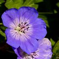 Au jardin: Géranium vivace