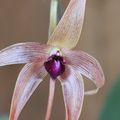 Fleur de juillet, Dendrobium echinolabium 