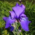 iris de différentes couleurs/irysy w różnych kolorach