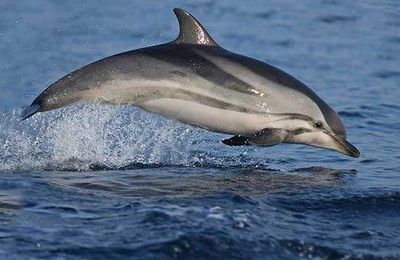 Les leçons apprises au contact des dauphins