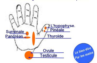 Les principales glandes endocrines.