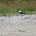 Petits oiseaux du lac de la forêt d'Orient... et pas que - 2