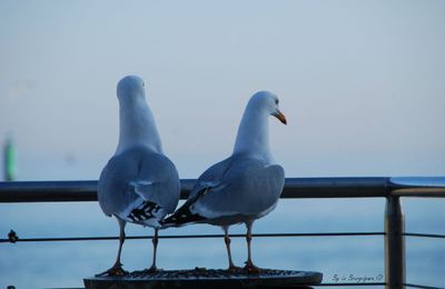 Silence les mouettes !!