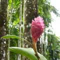 Balata, la flore tropicale dans tous ses états