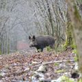 Les premières de Fabien