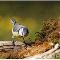 Mésange bleue