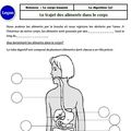 Sciences : Nutrition et Digestion - Cycle 3